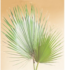 Washingtonia palm leaves